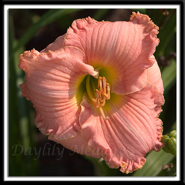 Daylily Pink Mimosa Alternate Image